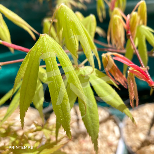 Acer palmatum 'Hondo Ji' - Érable du Japon
