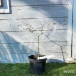 Acer palmatum 'Hondo Ji' - Érable du Japon