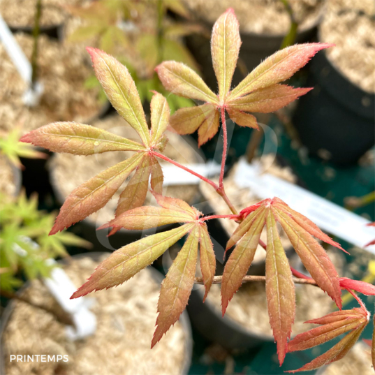 Acer palmatum 'Ide No Sato' - Érable du Japon