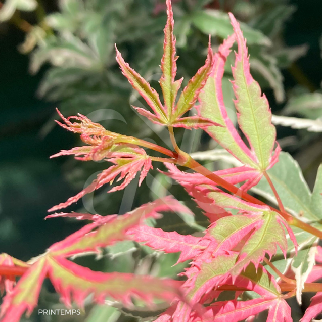 Acer Palmatum 'Iyoshi' - Érable du Japon