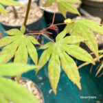 Acer palmatum 'Kenbu' - Érable du Japon