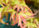 Acer Palmatum 'Kingsville Variegated' - Érable du Japon