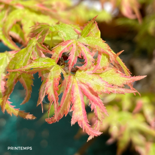 Acer Palmatum 'Kingsville Variegated' - Érable du Japon