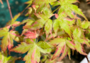 Acer Palmatum 'Kingsville Variegated' - Érable du Japon