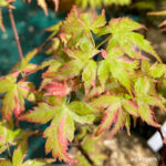 Acer Palmatum 'Kingsville Variegated' - Érable du Japon