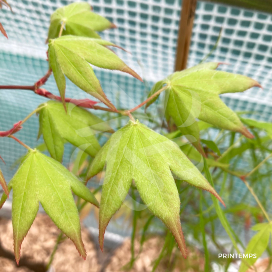 Acer palmatum 'Korin' - Érable du Japon