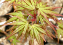 Acer palmatum 'Miya' - Érable du Japon