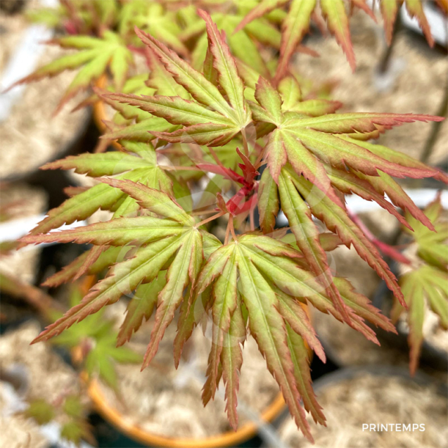 Acer palmatum 'Miya' - Érable du Japon