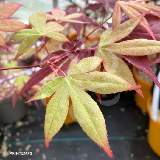 Acer palmatum 'Naka oku gawa'