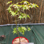 Acer palmatum 'Olga' - Érable du Japon