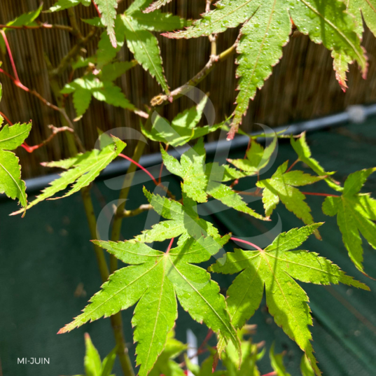 Acer palmatum 'Olga' - Érable du Japon