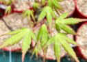 Acer palmatum 'Olga' - Érable du Japon