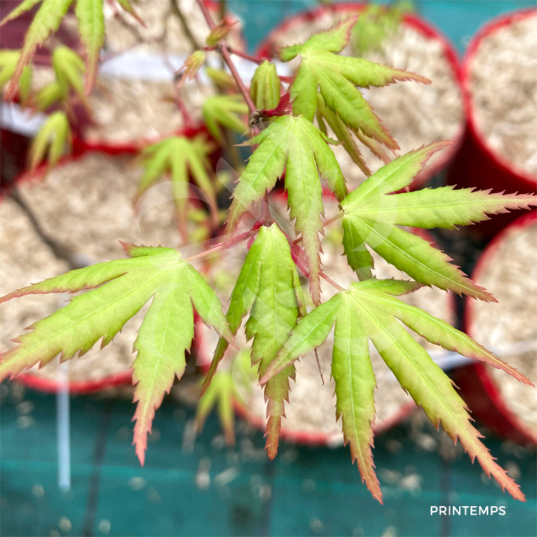Acer palmatum 'Olga' - Érable du Japon