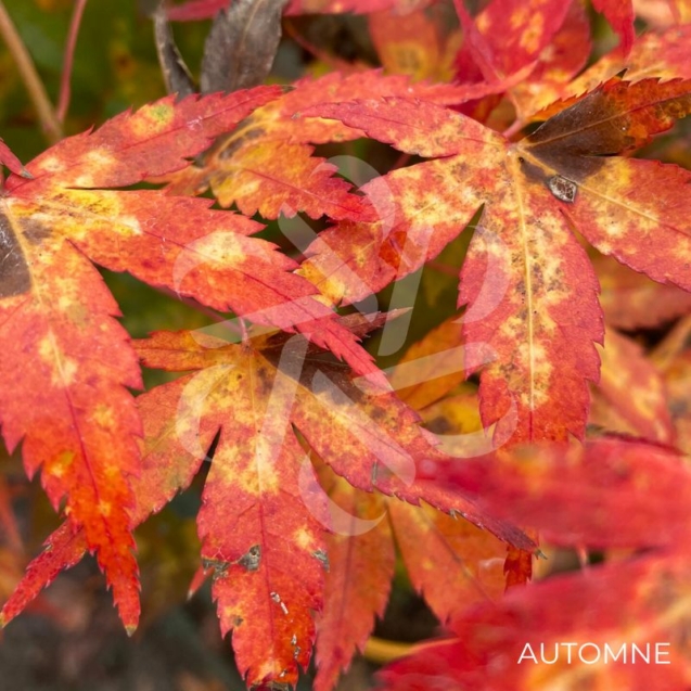 Acer palmatum 'Olga' - Érable du Japon