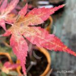 Acer palmatum 'Olga' - Érable du Japon