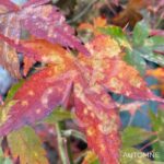 Acer palmatum 'Olga' - Érable du Japon