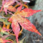 Acer palmatum 'Olga' - Érable du Japon