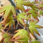 Acer palmatum 'Olga' - Érable du Japon