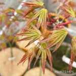 Acer palmatum 'Olga' - Érable du Japon