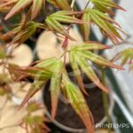 Acer palmatum 'Olga' - Érable du Japon