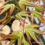 Acer palmatum 'Olga' - Érable du Japon