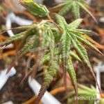Acer palmatum 'Olga' - Érable du Japon