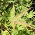 Acer palmatum 'Olga' - Érable du Japon