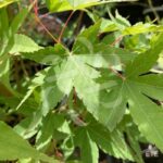 Acer palmatum 'Olga' - Érable du Japon