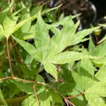 Acer palmatum 'Olga' - Érable du Japon