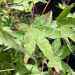 Acer palmatum 'Olga' - Érable du Japon