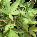 Acer palmatum 'Olga' - Érable du Japon