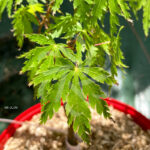 Acer Palmatum 'Patsy' - Érable du Japon