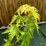 Acer Palmatum 'Patsy' - Érable du Japon