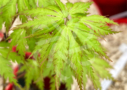 Acer Palmatum 'Patsy' - Érable du Japon