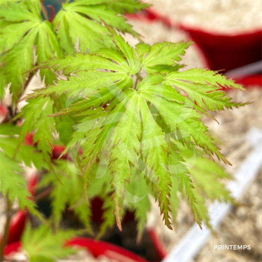 Acer Palmatum 'Patsy' - Érable du Japon