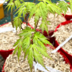 Acer Palmatum 'Patsy' - Érable du Japon