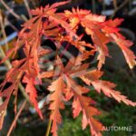 Acer Palmatum 'Patsy' - Érable du Japon