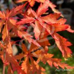 Acer Palmatum 'Patsy' - Érable du Japon
