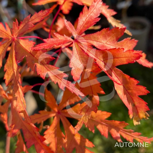 Acer Palmatum 'Patsy' - Érable du Japon