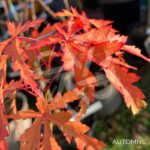 Acer Palmatum 'Patsy' - Érable du Japon