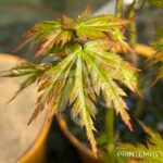 Acer Palmatum 'Patsy' - Érable du Japon