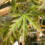 Acer Palmatum 'Patsy' - Érable du Japon