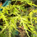 Acer Palmatum 'Patsy' - Érable du Japon
