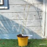 Acer Palmatum 'Patsy' - Érable du Japon