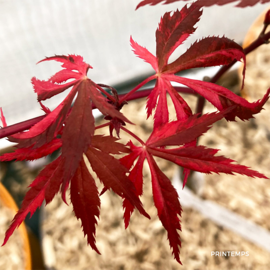 Acer Palmatum 'Rainbow' - Érable du Japon