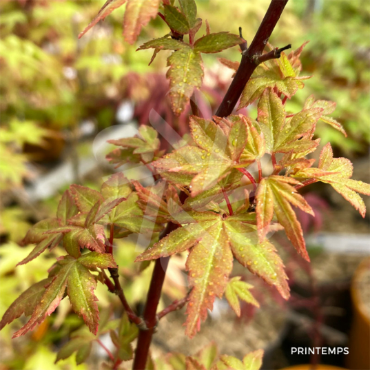 Acer Palmatum 'Ryogu' - Érable du Japon