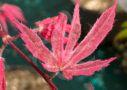 Acer palmatum 'Shirazz' - Érable du Japon