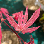 Acer palmatum 'Shirazz' - Érable du Japon