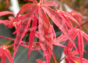 Acer palmatum 'Shirazz' - Érable du Japon