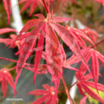 Acer palmatum 'Shirazz' - Érable du Japon